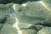 Closeup van een vis
